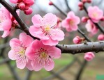 梅花疹是什么样的症状