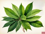 番泻叶是一种什么植物