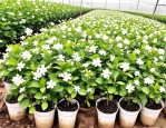2025年茉莉花小苗怎么养
