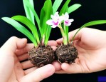 兰花种子怎么种才发芽