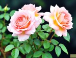 欧月月季花的养殖方法