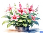 宝连灯花卉怎么养
