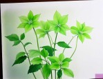 一帆风顺怎么开花是绿色的