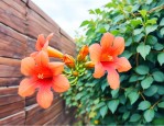 凌霄花在北方能越冬吗