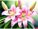 百合花果实有什么作用