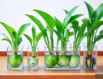 夏天水培植物如何防蚊