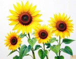3朵向日葵花语是什么
