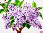 丁香花的越冬方法番外