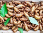 金蝉花收购商联系方式