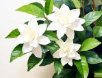 家中养殖的茉莉花样式