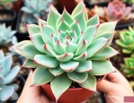 多肉植物玻璃翠怎么养