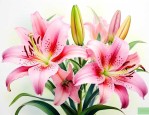 香水百合花后怎么处理
