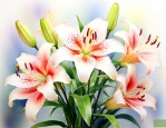 百合花是什么季节的花