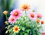 9月养什么花最容易活