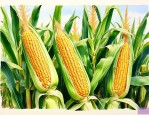 3240玉米种的介绍