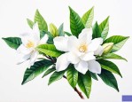 栀子花为什么容易长虫