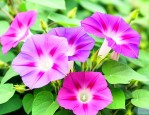 牵牛花有什么药用价值