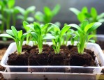 水培植物怎么移栽土培