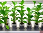 水培植物有蚊子怎么办