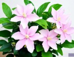 垂丝茉莉花好养吗怎么养