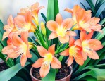 开花的君子兰怎样浇水