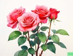 月季花用什么土养最好
