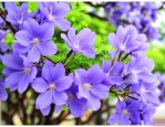 蓝花楹价格3500元