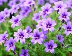 紫色满天星花语和寓意是什么
