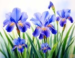 鸢尾花蓝色花语是什么