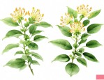 忍冬藤与金银花的区别