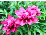 洛神花对子宫有什么好处