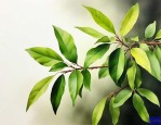 金枝玉叶叶子一碰就掉