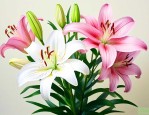百合开花期间怎么浇水