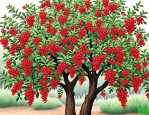 2025年花椒树什么品种好