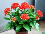 长寿花修剪后怎么养护