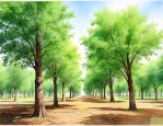 2022年杨树的价格