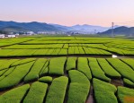 2025年湖南长沙苗木基地