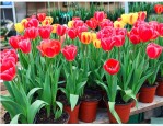 兰州盆栽花市场在哪里
