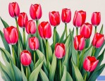 2025年描述郁金香的花语
