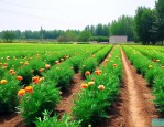 安徽绿化花卉种植基地