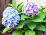 绣球花死了还能养活吗