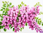 槐树开花是什么样子的