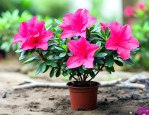 杜鹃花小苗多少钱一棵