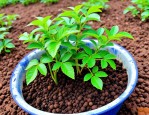 2025年花椒怎样种植出苗