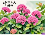 2025年三七花有什么用途