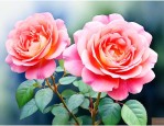 什么月季花好养又好看