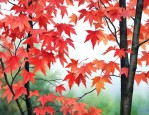 红枫与鸡爪槭如何区分