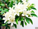九里香开花两天就枯萎