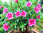 马齿苋树怎么养才开花