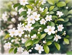 2025年茉莉花要怎么打理